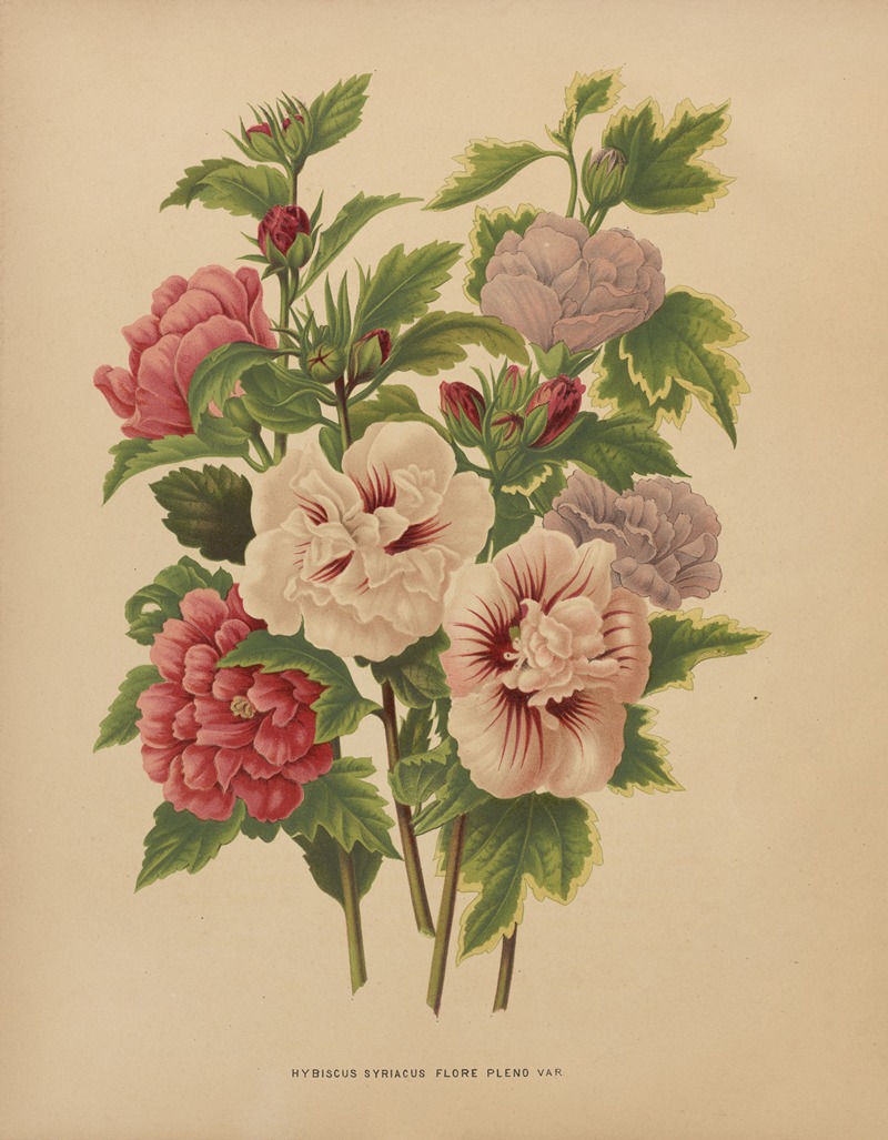 Nederlandsche flora en pomona Pl.66 — Abraham Jacobus Wendel