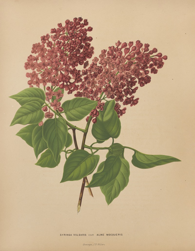 Nederlandsche flora en pomona Pl.69 — Abraham Jacobus Wendel
