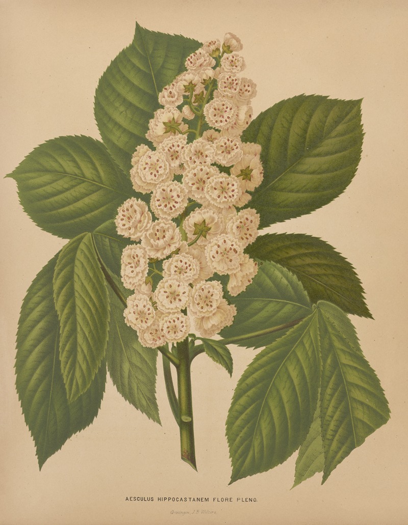 Nederlandsche flora en pomona Pl.70 — Abraham Jacobus Wendel
