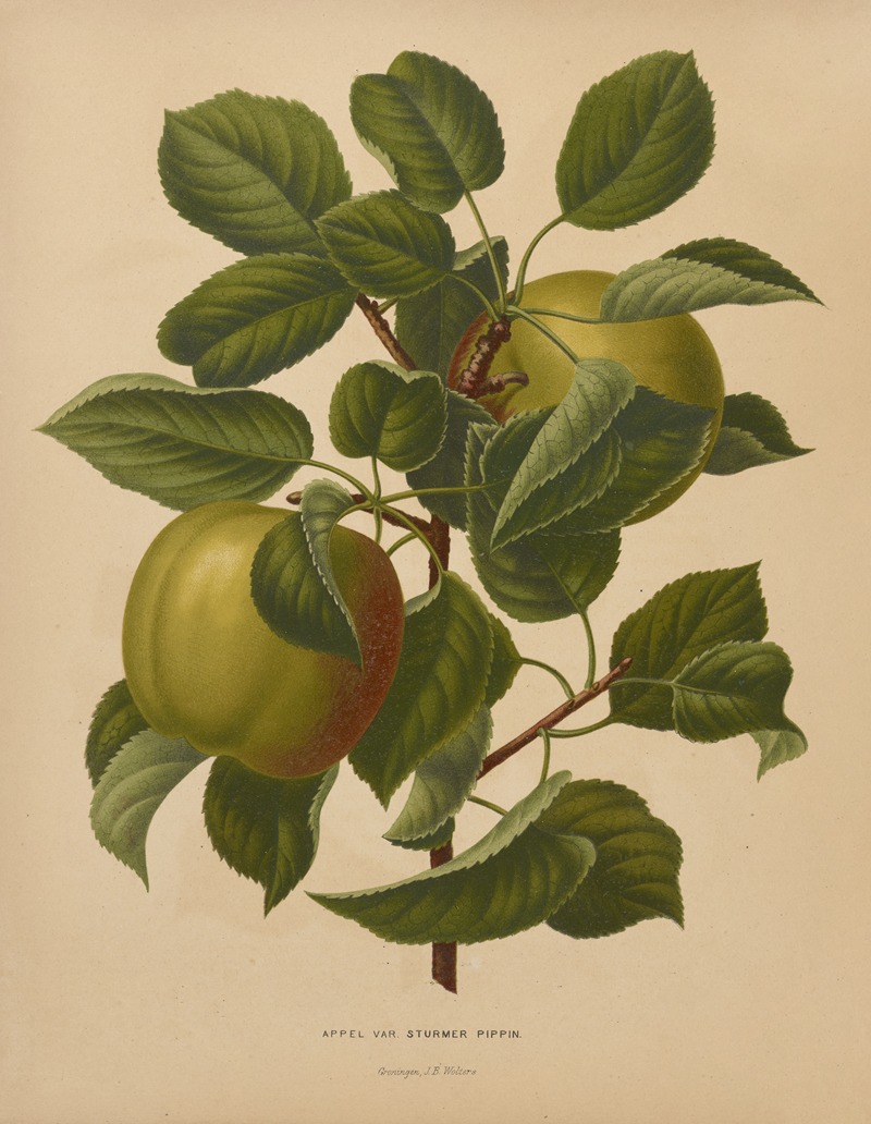 Nederlandsche flora en pomona Pl.71 — Abraham Jacobus Wendel