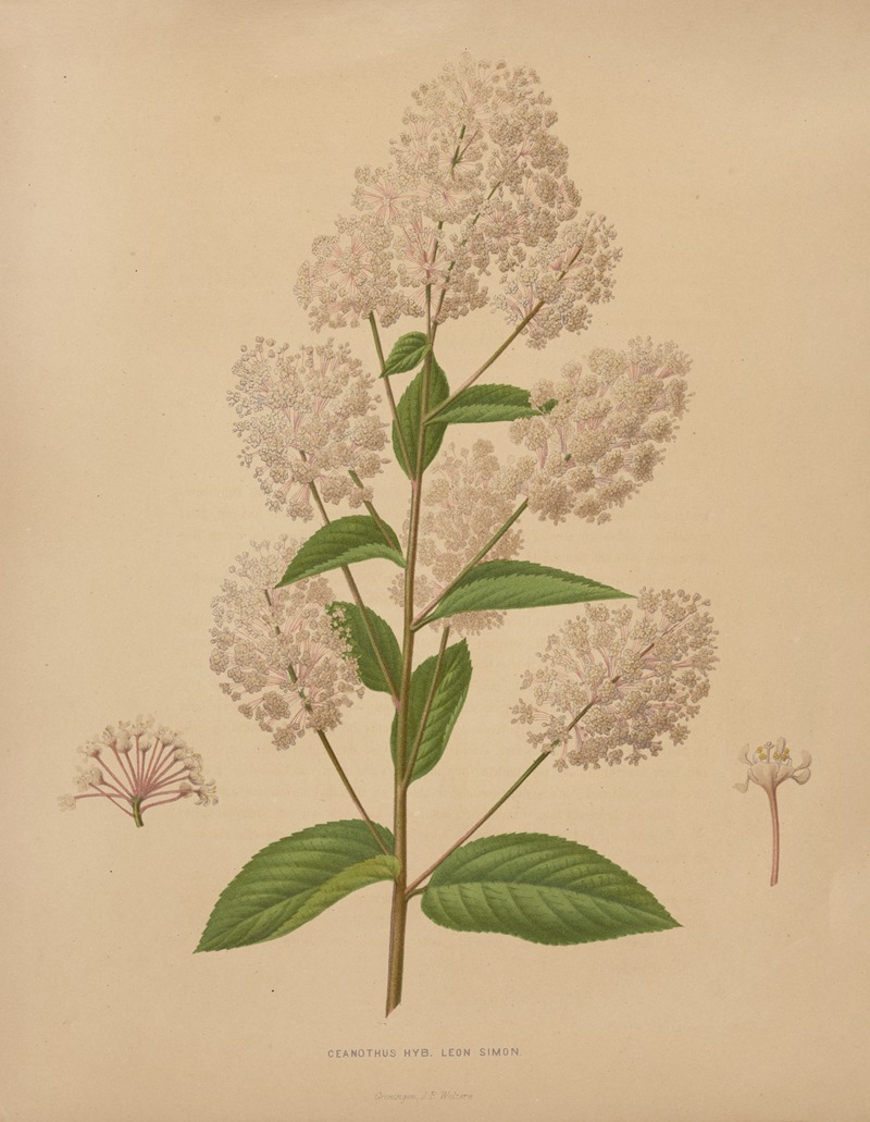 Nederlandsche flora en pomona Pl.72 — Abraham Jacobus Wendel