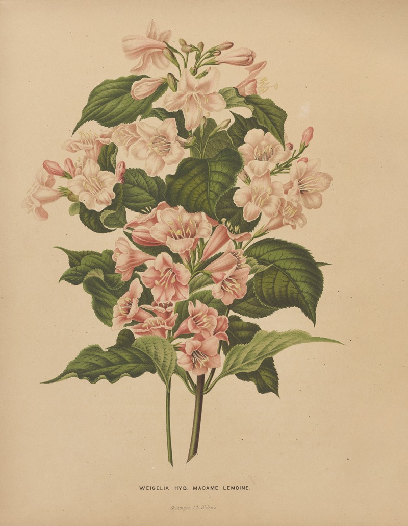 Nederlandsche flora en pomona Pl.74 — Abraham Jacobus Wendel