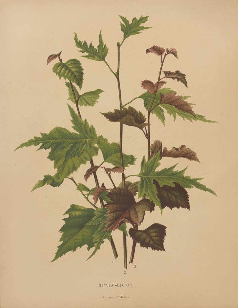 Nederlandsche flora en pomona Pl.76 — Abraham Jacobus Wendel