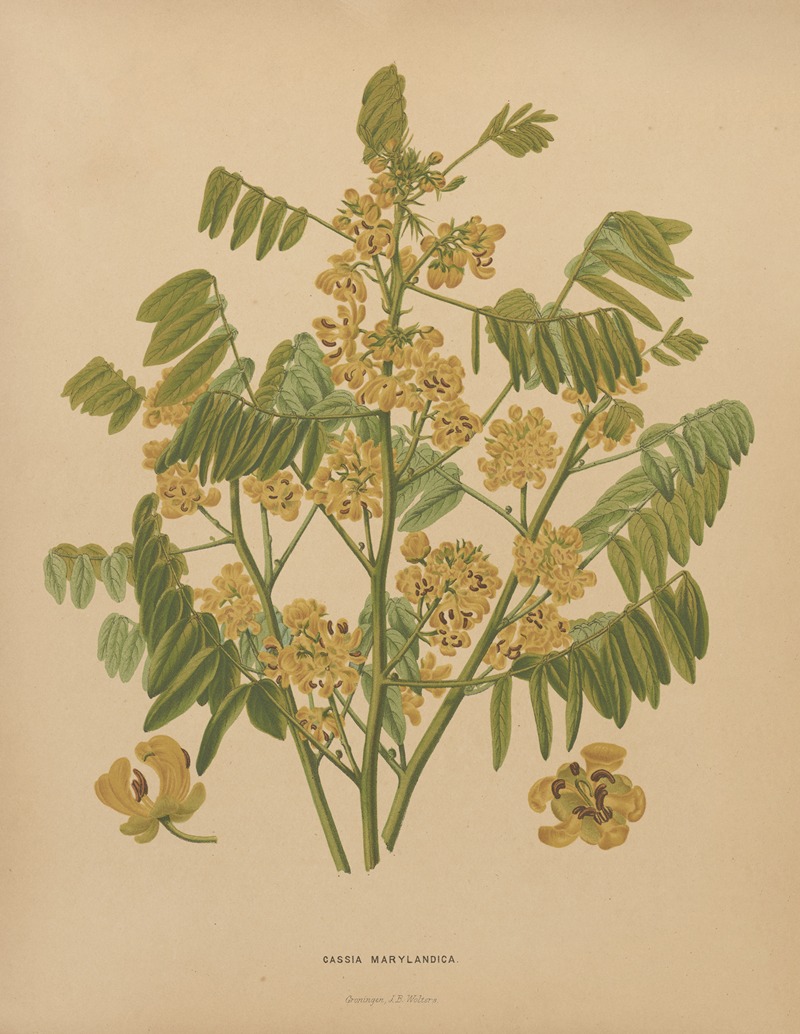 Nederlandsche flora en pomona Pl.78 — Abraham Jacobus Wendel