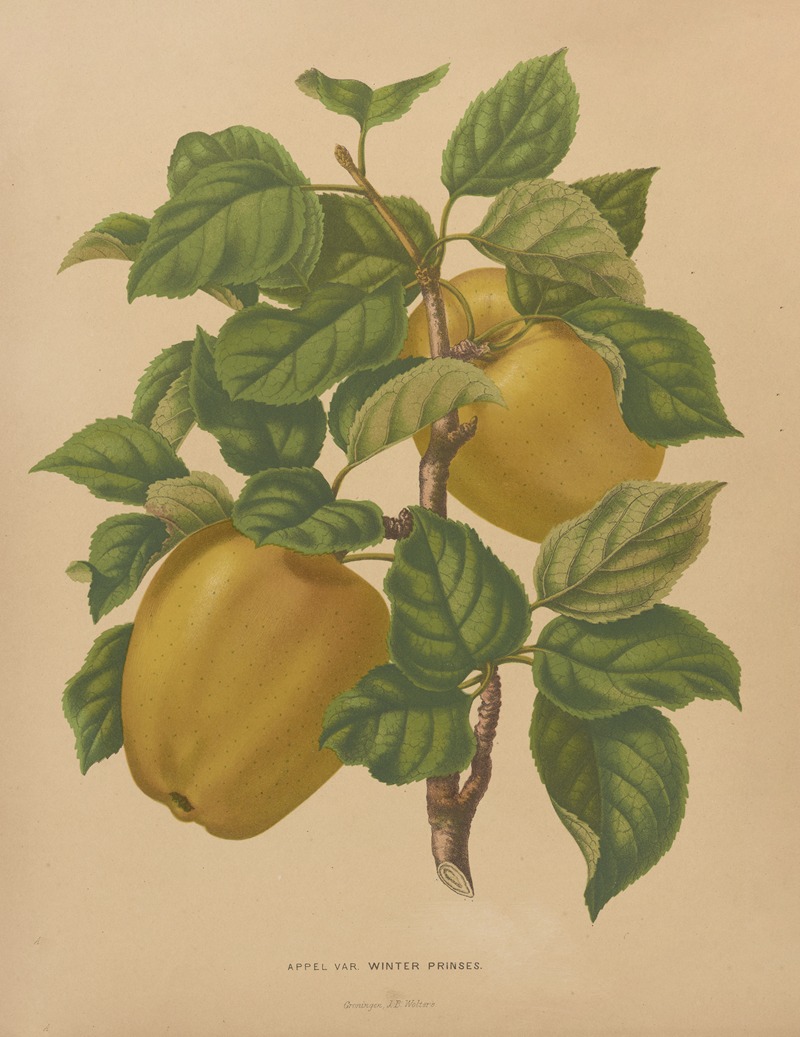 Nederlandsche flora en pomona Pl.79 — Abraham Jacobus Wendel