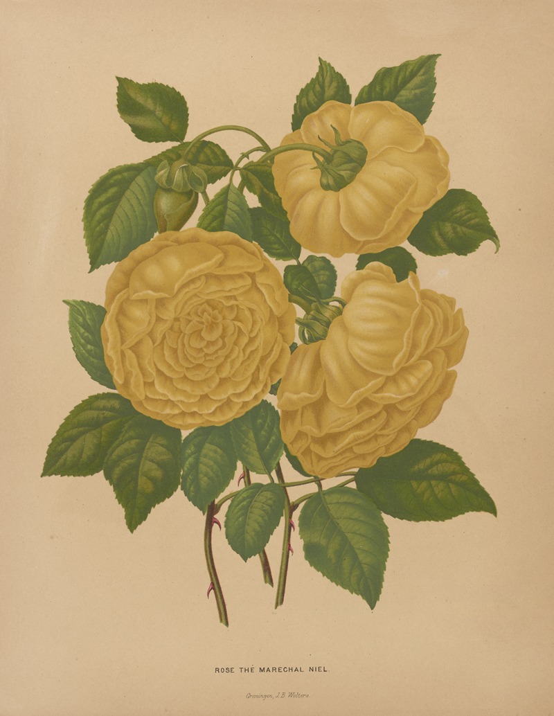 Nederlandsche flora en pomona Pl.80 — Abraham Jacobus Wendel