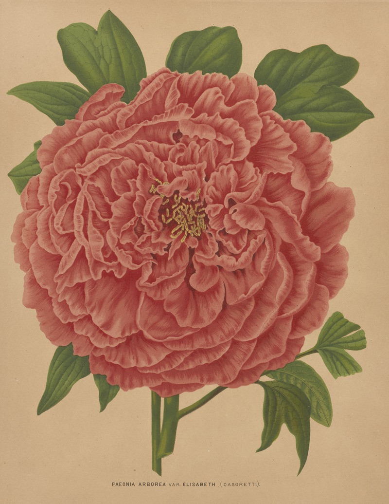 Nederlandsche flora en pomona Pl.81 — Abraham Jacobus Wendel