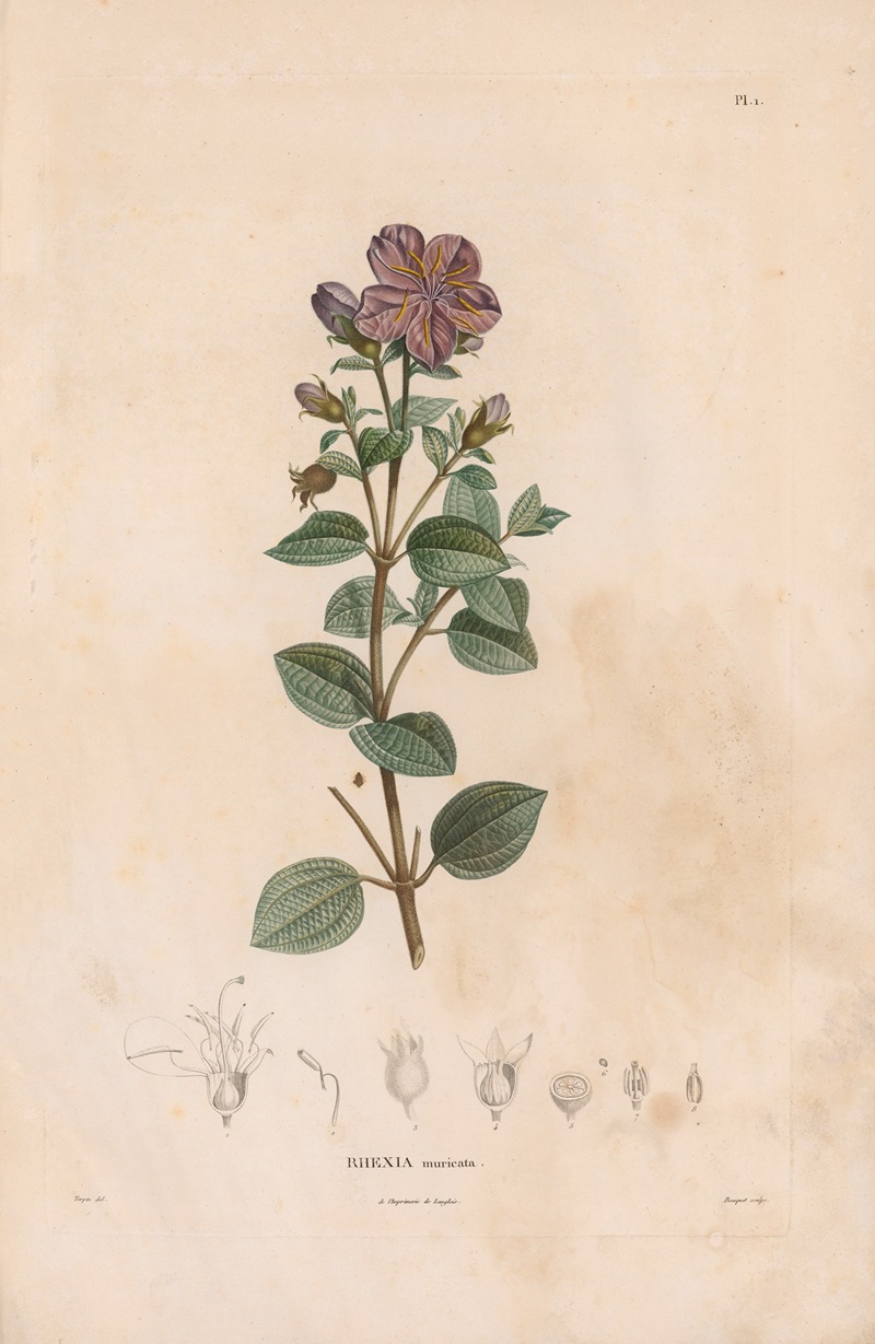 Botanique Pl.01 by Alexander von Humboldt, 1809 — digital art print download