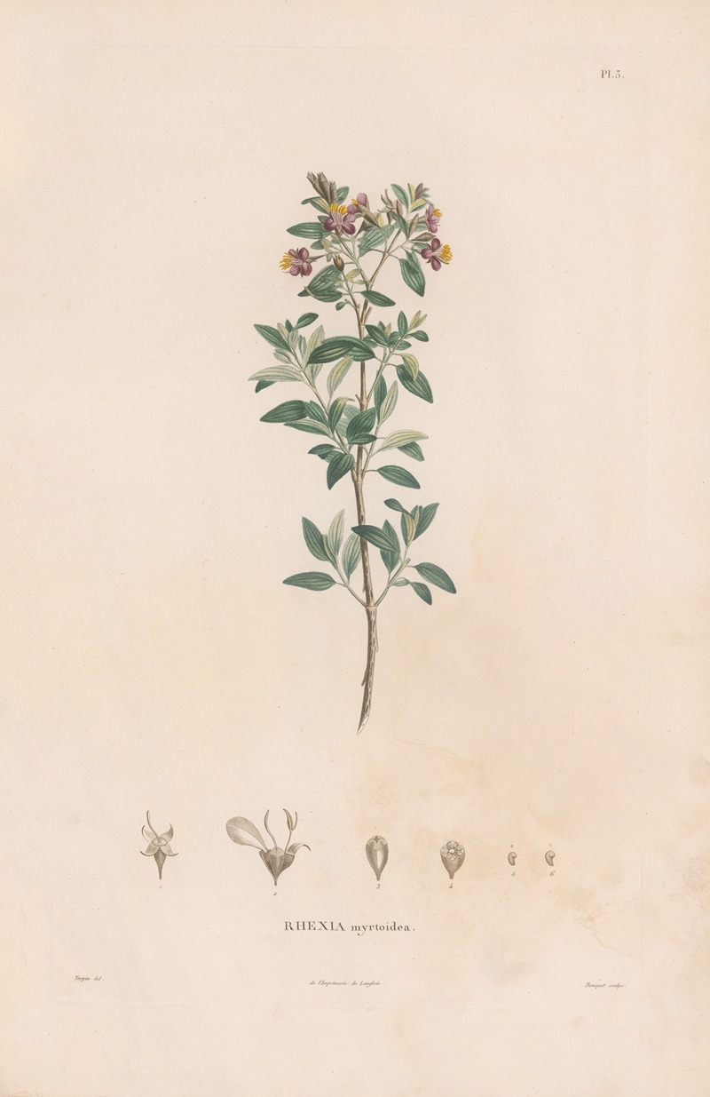 Botanique Pl.03 by Alexander von Humboldt, 1809 — digital art print download