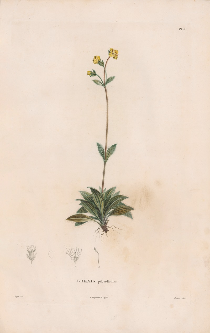 Botanique Pl.04 by Alexander von Humboldt, 1809 — digital art print download