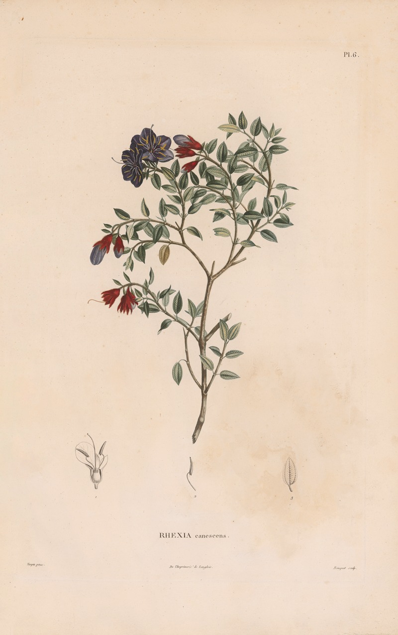 Botanique Pl.05 by Alexander von Humboldt, 1809 — digital art print download