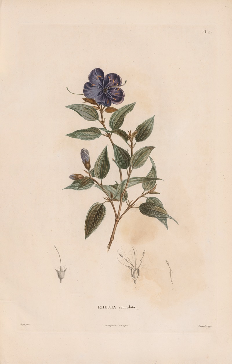 Botanique Pl.08 by Alexander von Humboldt, 1809 — digital art print download