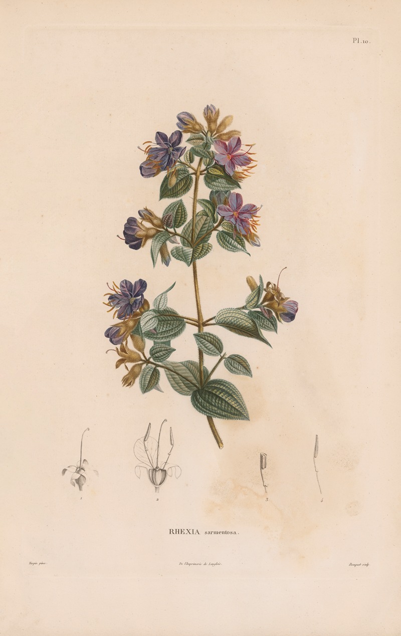 Botanique Pl.09 by Alexander von Humboldt, 1809 — digital art print download