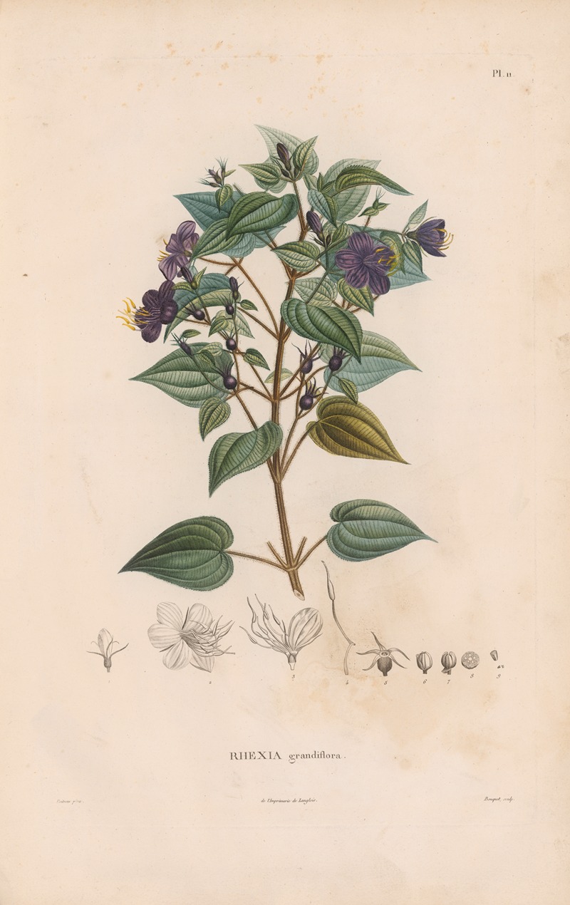Botanique Pl.10 by Alexander von Humboldt, 1809 — digital art print download