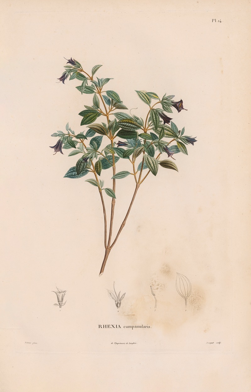 Botanique Pl.13 by Alexander von Humboldt, 1809 — digital art print download