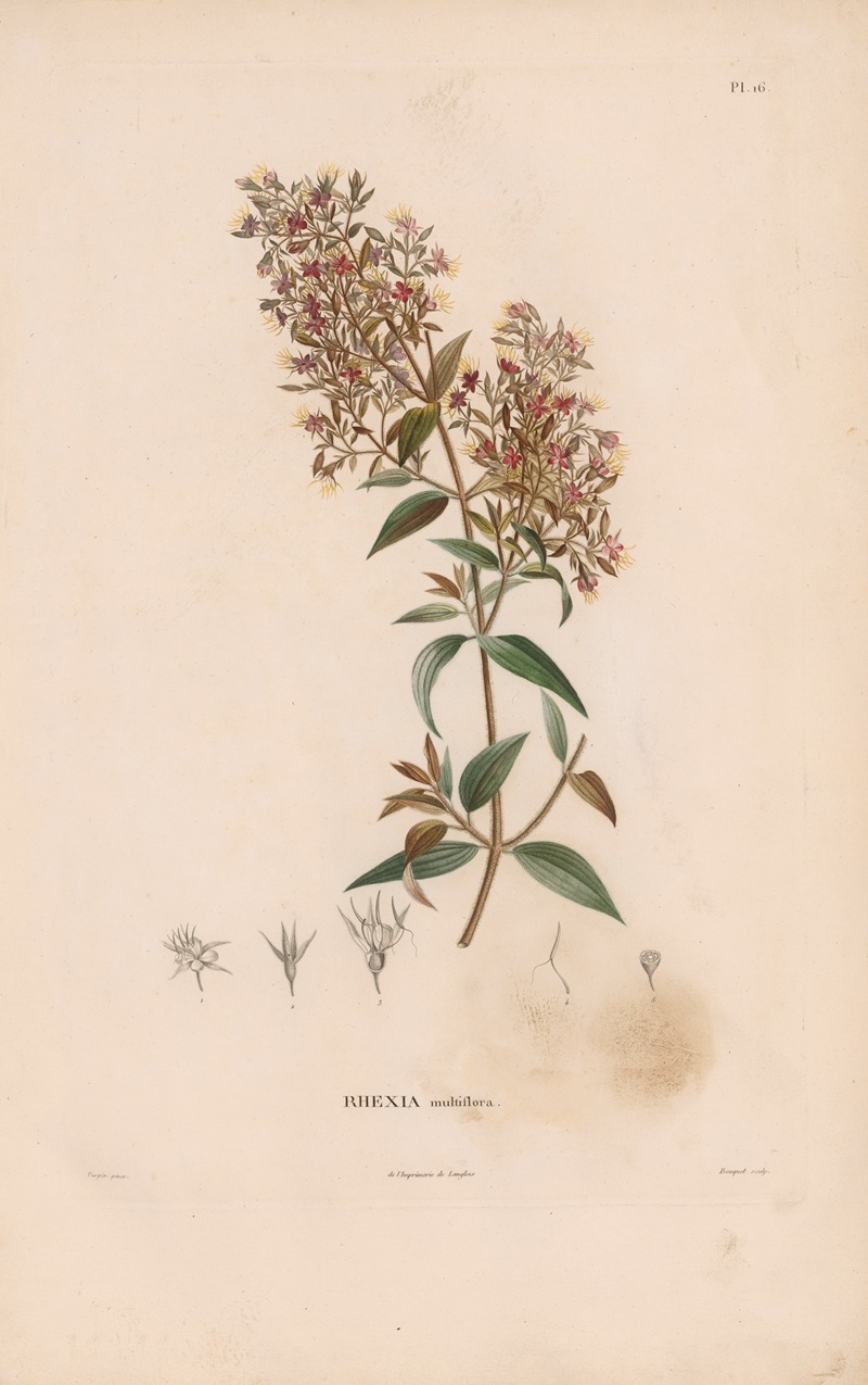 Botanique Pl.15 by Alexander von Humboldt, 1809 — digital art print download
