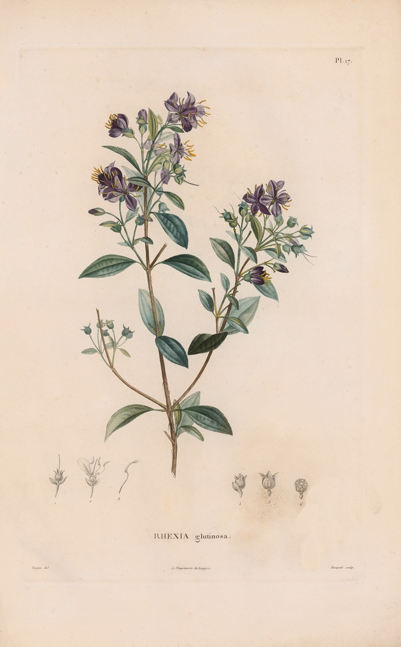 Botanique Pl.16 by Alexander von Humboldt, 1809 — digital art print download