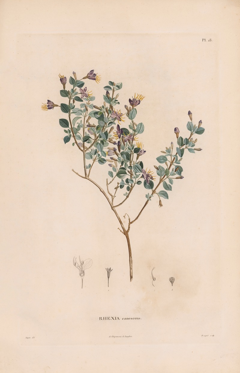 Botanique Pl.17 by Alexander von Humboldt, 1809 — digital art print download