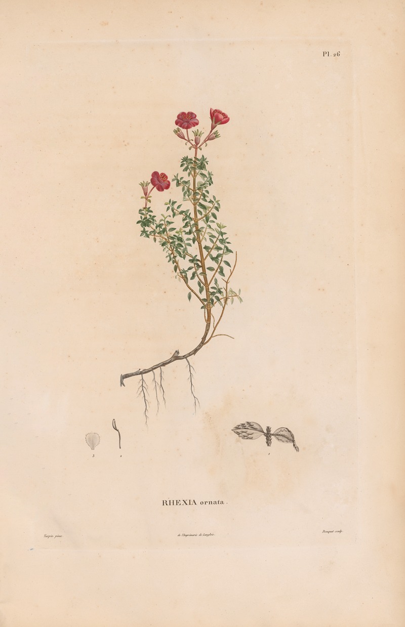 Botanique Pl.20 by Alexander von Humboldt, 1809 — digital art print download
