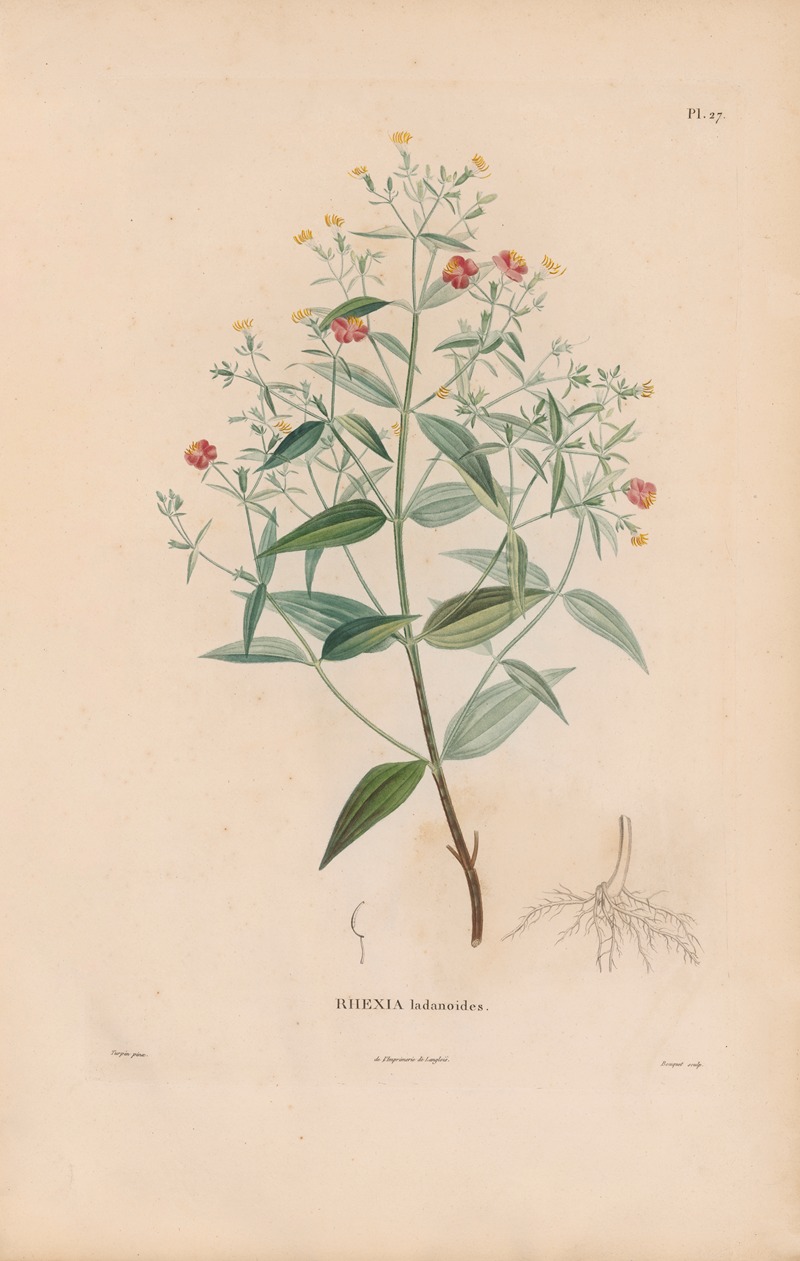 Botanique Pl.21 by Alexander von Humboldt, 1809 — digital art print download