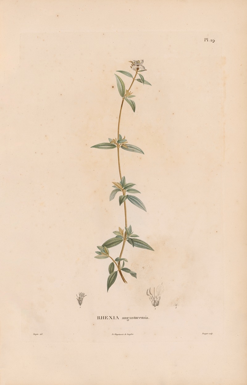 Botanique Pl.23 by Alexander von Humboldt, 1809 — digital art print download