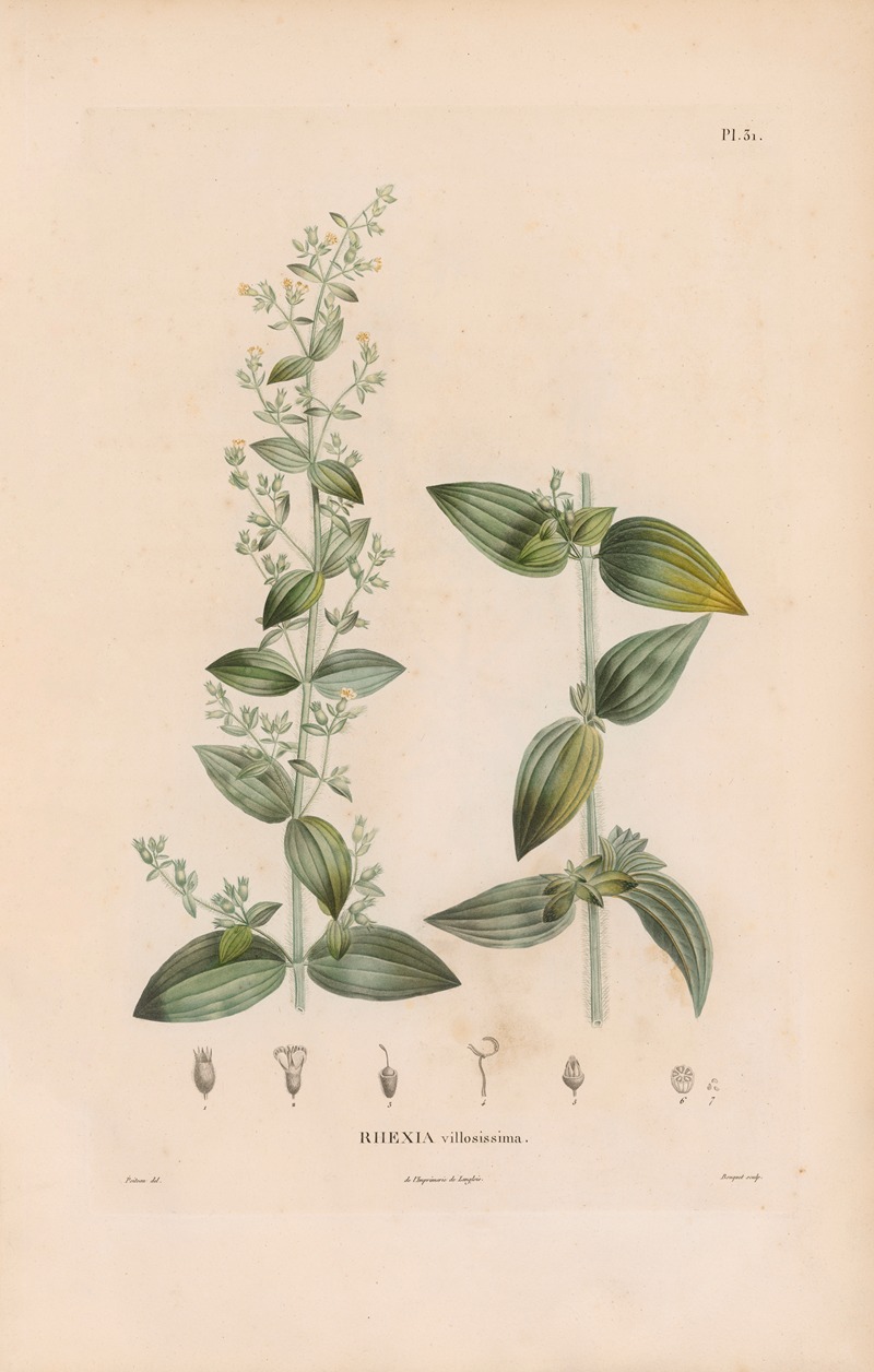 Botanique Pl.25 by Alexander von Humboldt, 1809 — digital art print download