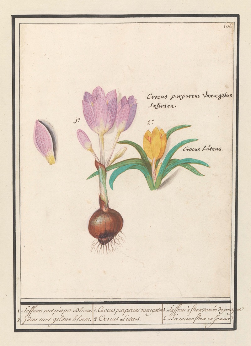 1. Corcus purpereus variegatus 2. Corcus Lutens. — Anselmus Boëtius de Boodt
