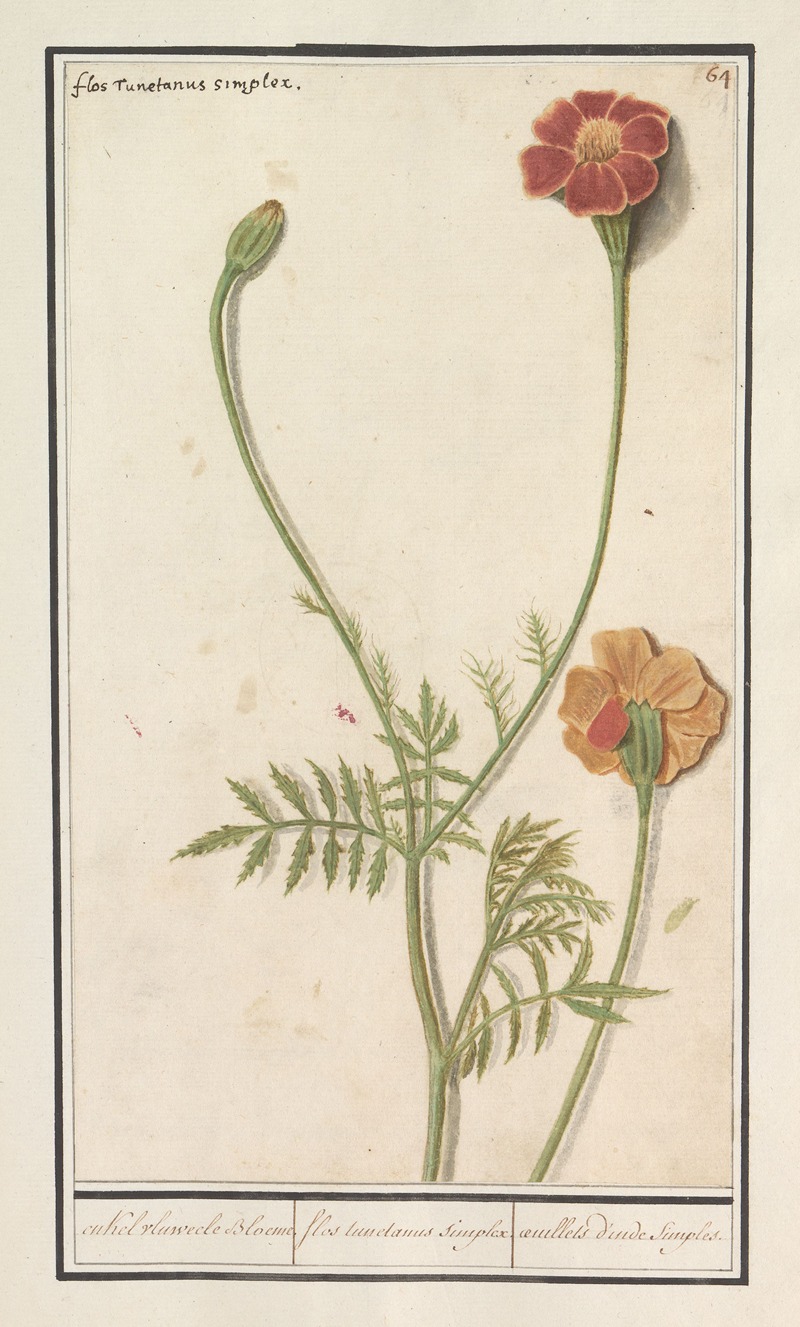 Afrikaantje (Tagetes) by Anselmus Boëtius de Boodt, 1596-1610 — digital art print download