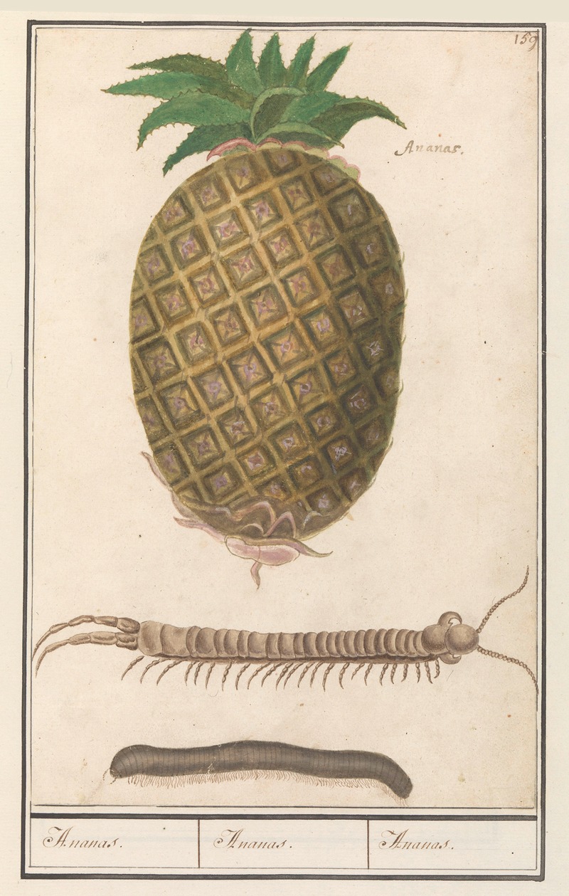 Ananas (Ananas comosus) Ananas. Ananas. Ananas. by Anselmus Boëtius de Boodt, 1596-1610 — digital art print download