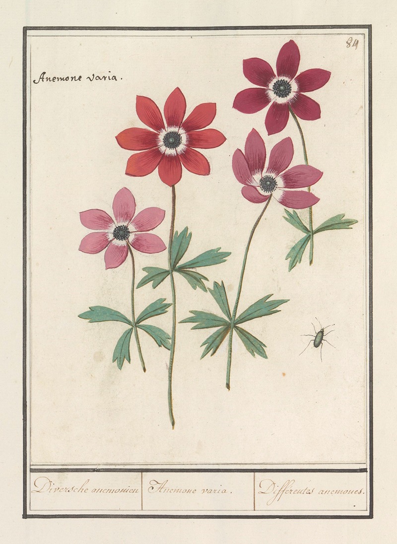 Anemoon (Anemone) Diversche anemonien Anemone variae. Differentes anemones. — Anselmus Boëtius de Boodt