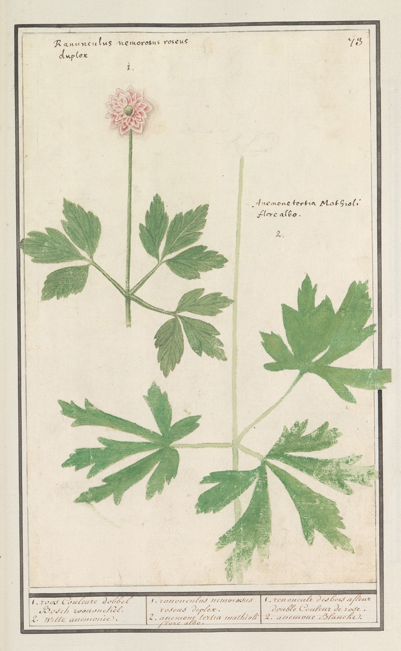 Anemoon (Anemone) by Anselmus Boëtius de Boodt, 1596-1610 — digital art print download