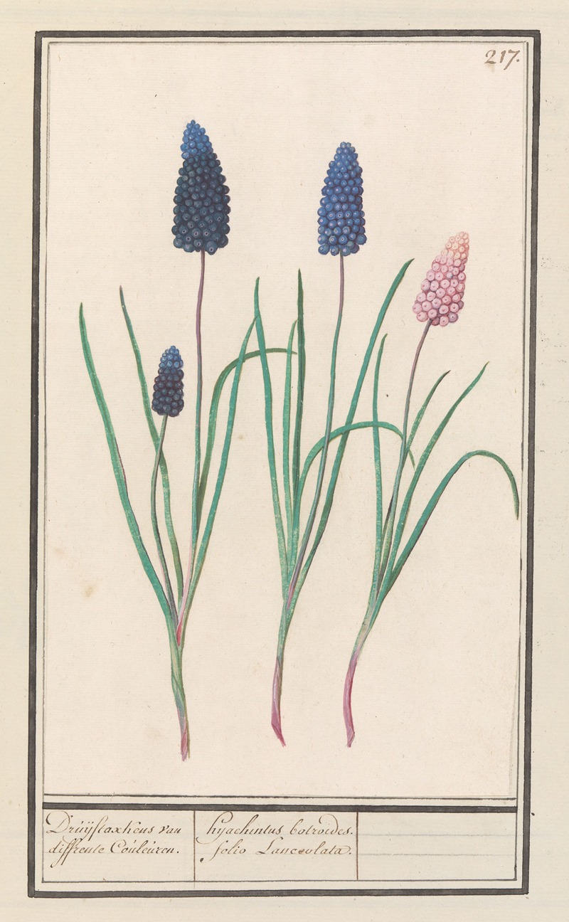 Blauwe druifjes (Muscari botryoides) — Anselmus Boëtius de Boodt