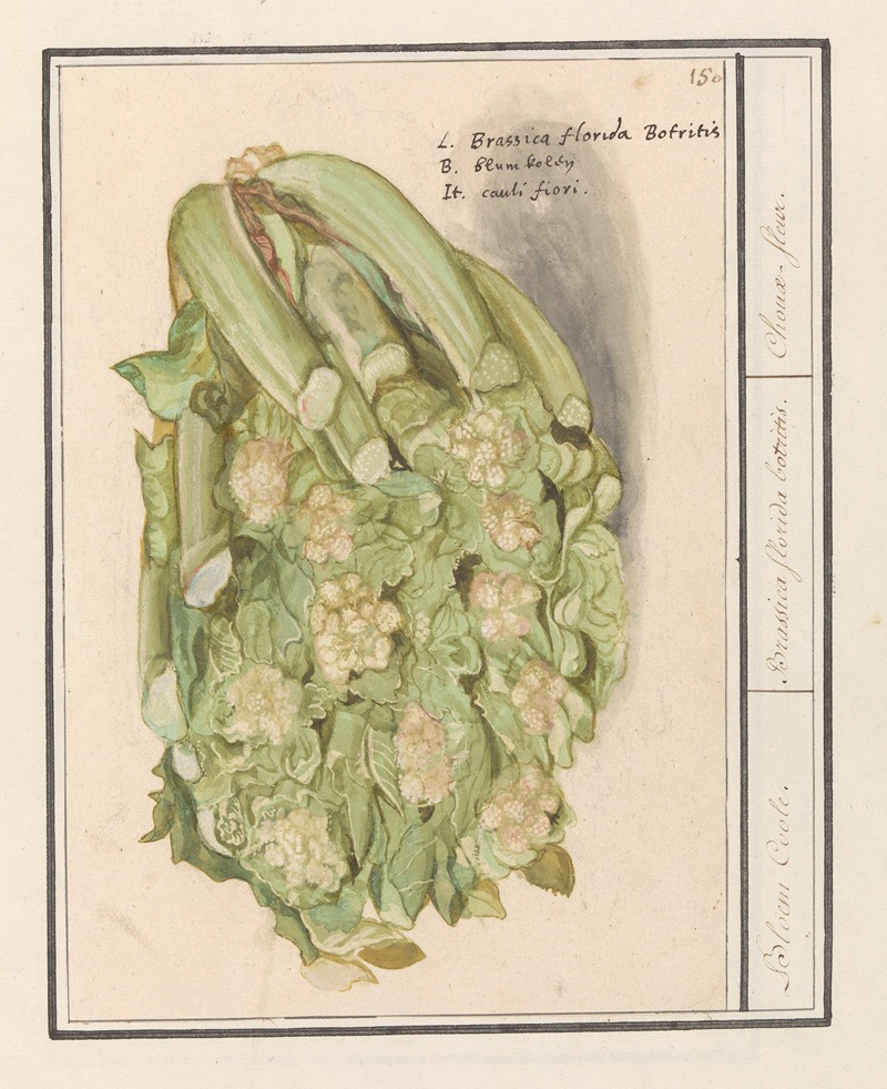Bloemkool (Brassica oleracea convar. botrytis var. Botrytis) — Anselmus Boëtius de Boodt