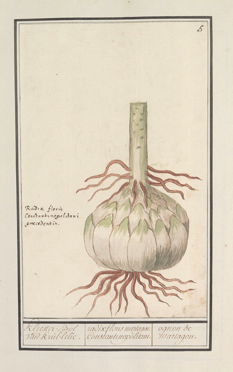 Bol van de rode lelie (Lilium) by Anselmus Boëtius de Boodt, 1596-1610 — digital art print download