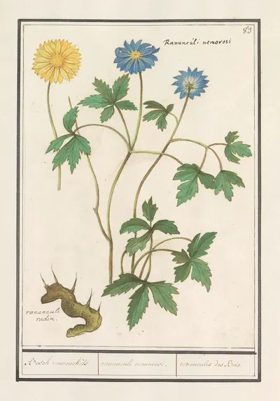 Bosanemoon (Anemone nemorosa) Bosch roononckels ranunculus nemorosi. renoncules des Bois. by Anselmus Boëtius de Boodt,…