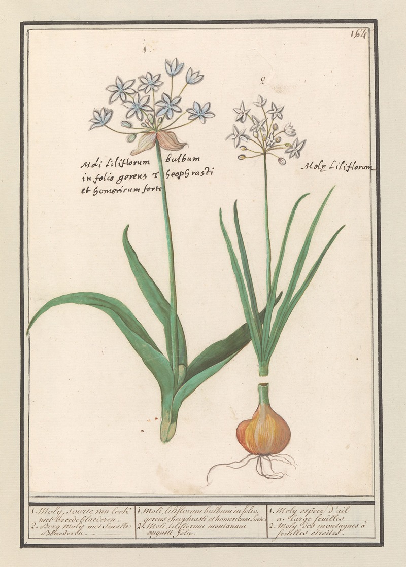 Daslook (Allium ursinum) by Anselmus Boëtius de Boodt, 1596-1610 — digital art print download