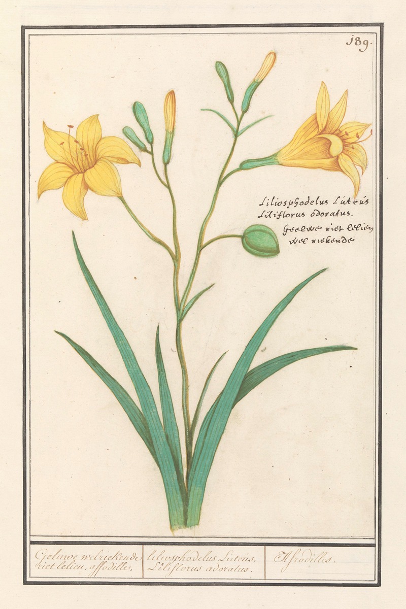 Gele lelie (Lilium) by Anselmus Boëtius de Boodt, 1596-1610 — digital art print download