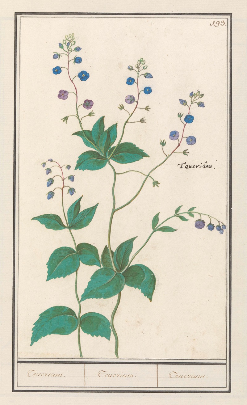 Gewone ereprijs of gamander-ereprijs (Veronica chamaedrys) Teuerium. Teuerium. Teucrium — Anselmus Boëtius de Boodt