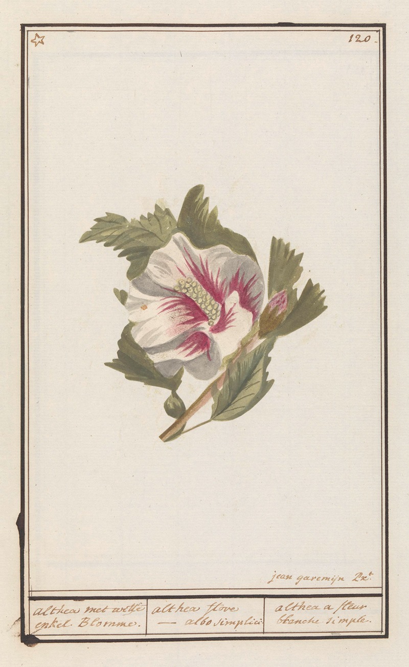 Hibiscus (Hibiscus syriacus) by Anselmus Boëtius de Boodt, 1596-1610 — digital art print download
