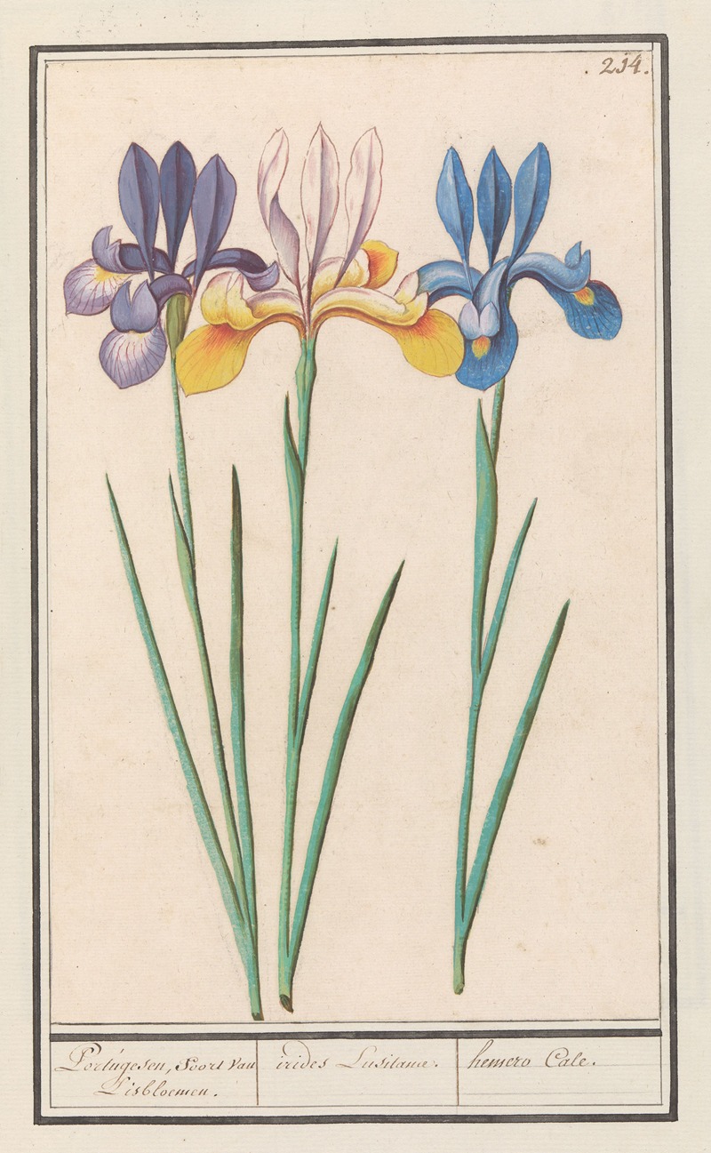 Iris (Iris sibirica) by Anselmus Boëtius de Boodt, 1596-1610 — digital art print download