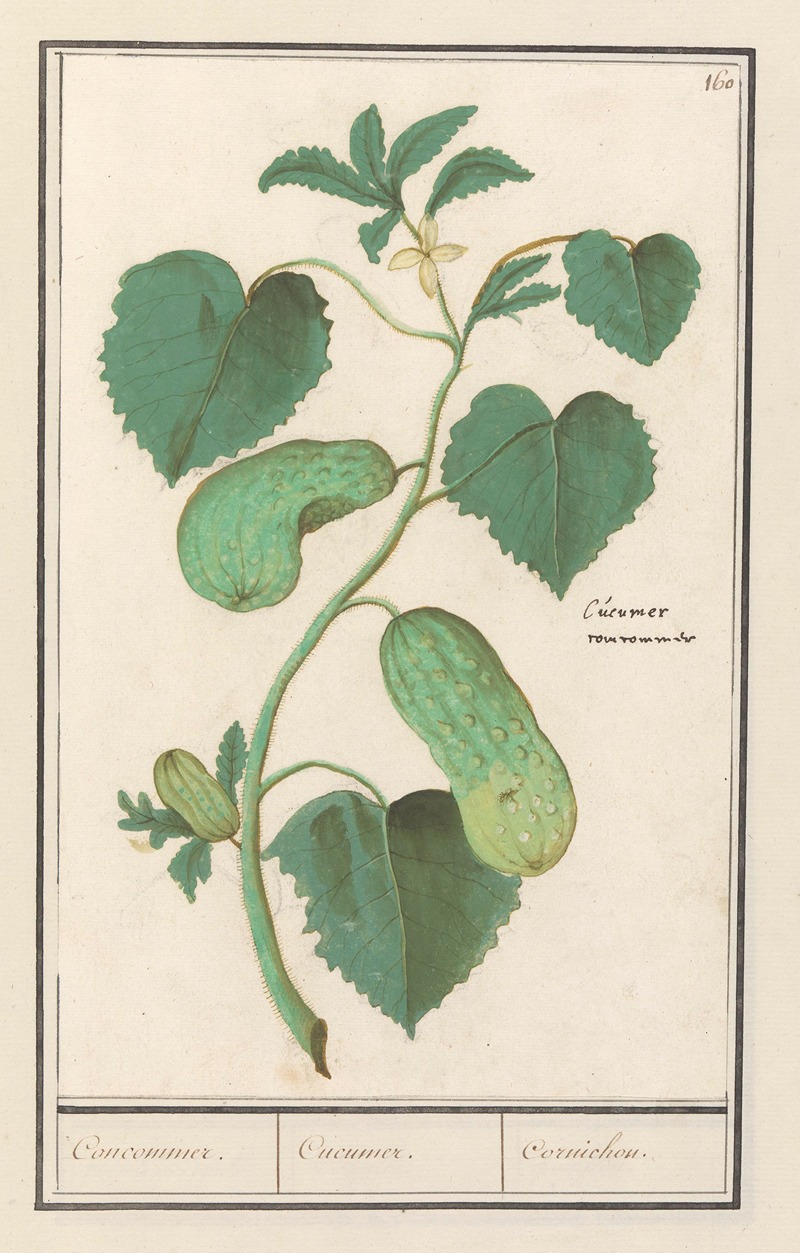 Komkommer (Cucumis sativus) Concommer. Cucumer. Cornichon. by Anselmus Boëtius de Boodt, 1596-1610 — digital art print…