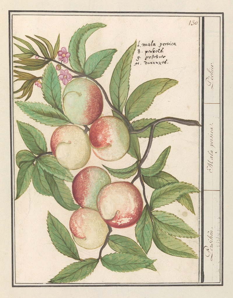 Perziken Persiken. Mala persica. Pechier — Anselmus Boëtius de Boodt