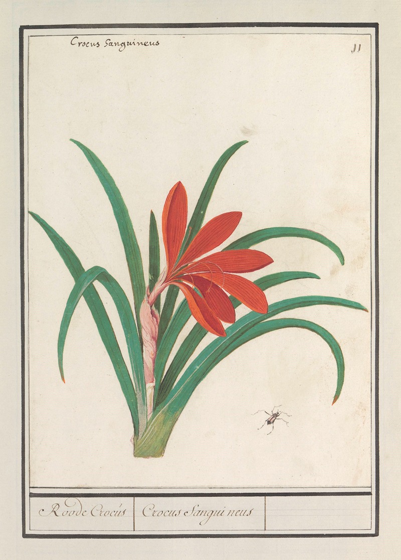 Rode krokus (Crocus) Roode Crocus Crocus Sanguineus by Anselmus Boëtius de Boodt, 1596-1610 — digital art print download