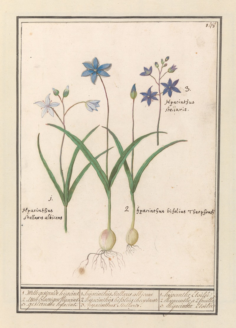 Sterhyacint (Scilla) by Anselmus Boëtius de Boodt, 1596-1610 — digital art print download