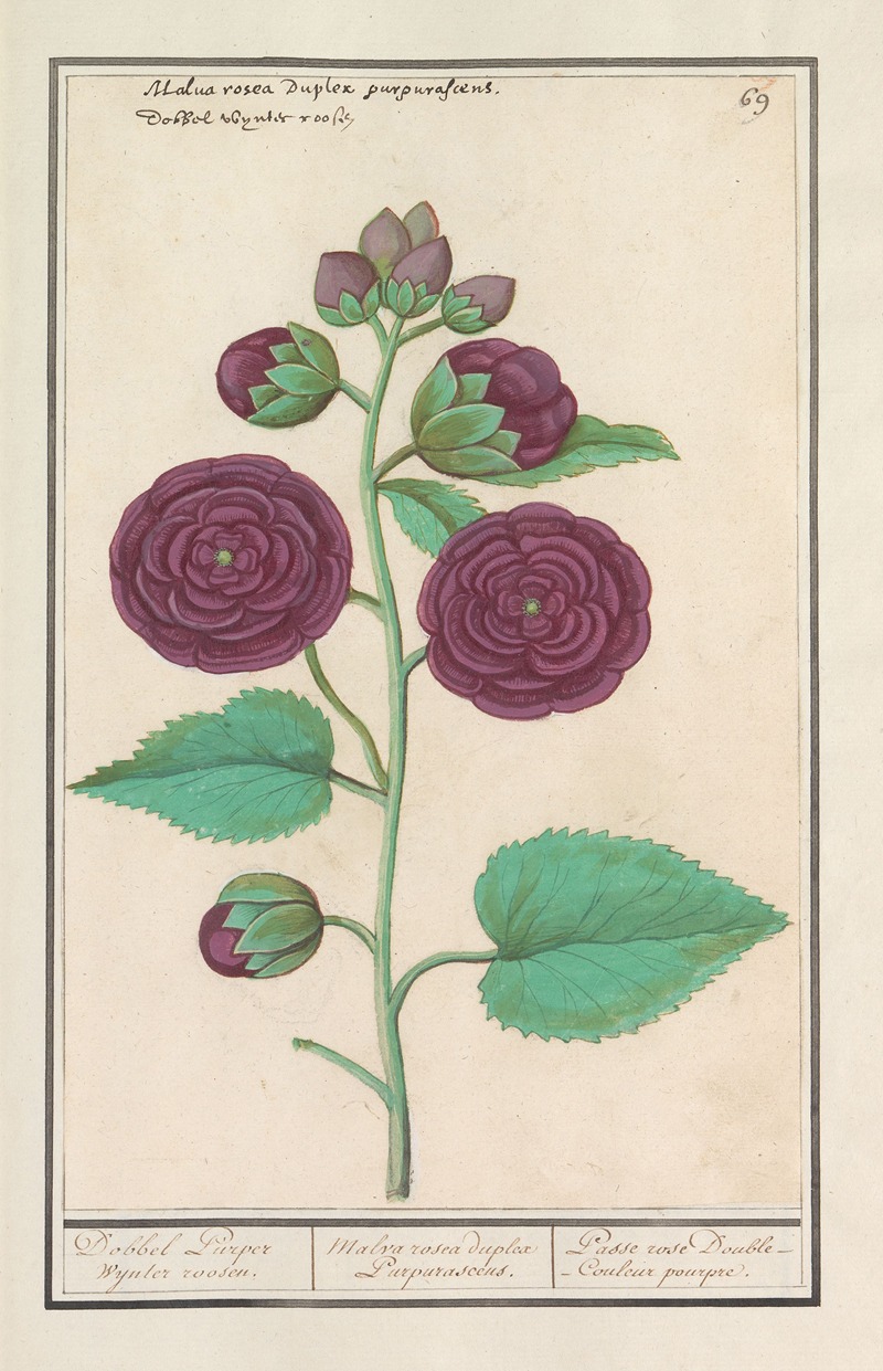 Stokroos (Alcea rosea) by Anselmus Boëtius de Boodt, 1596-1610 — digital art print download