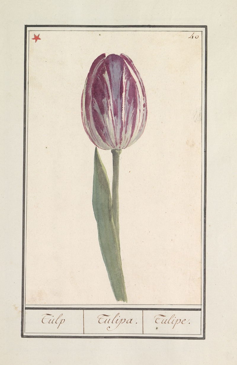 Tulp (Tulipa) by Anselmus Boëtius de Boodt, 1596-1610 — digital art print download