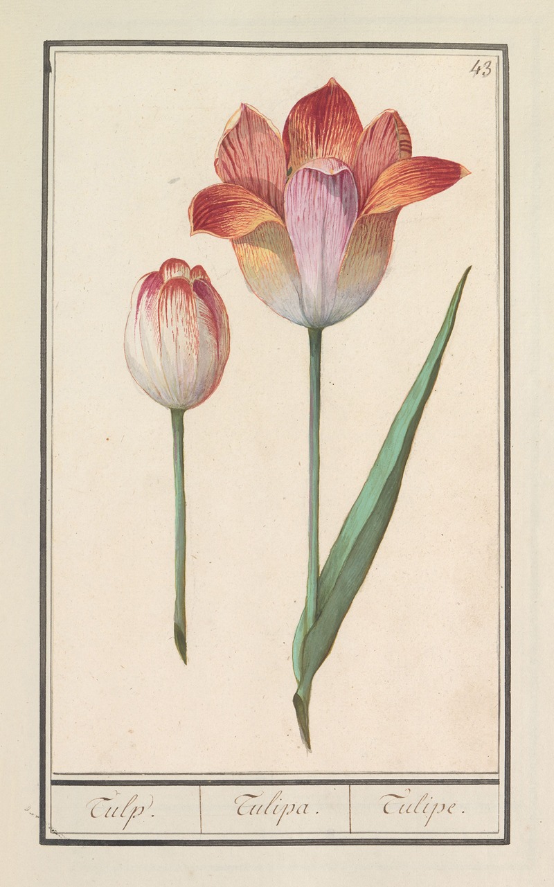 Tulp (Tulipa) by Anselmus Boëtius de Boodt, 1596-1610 — digital art print download