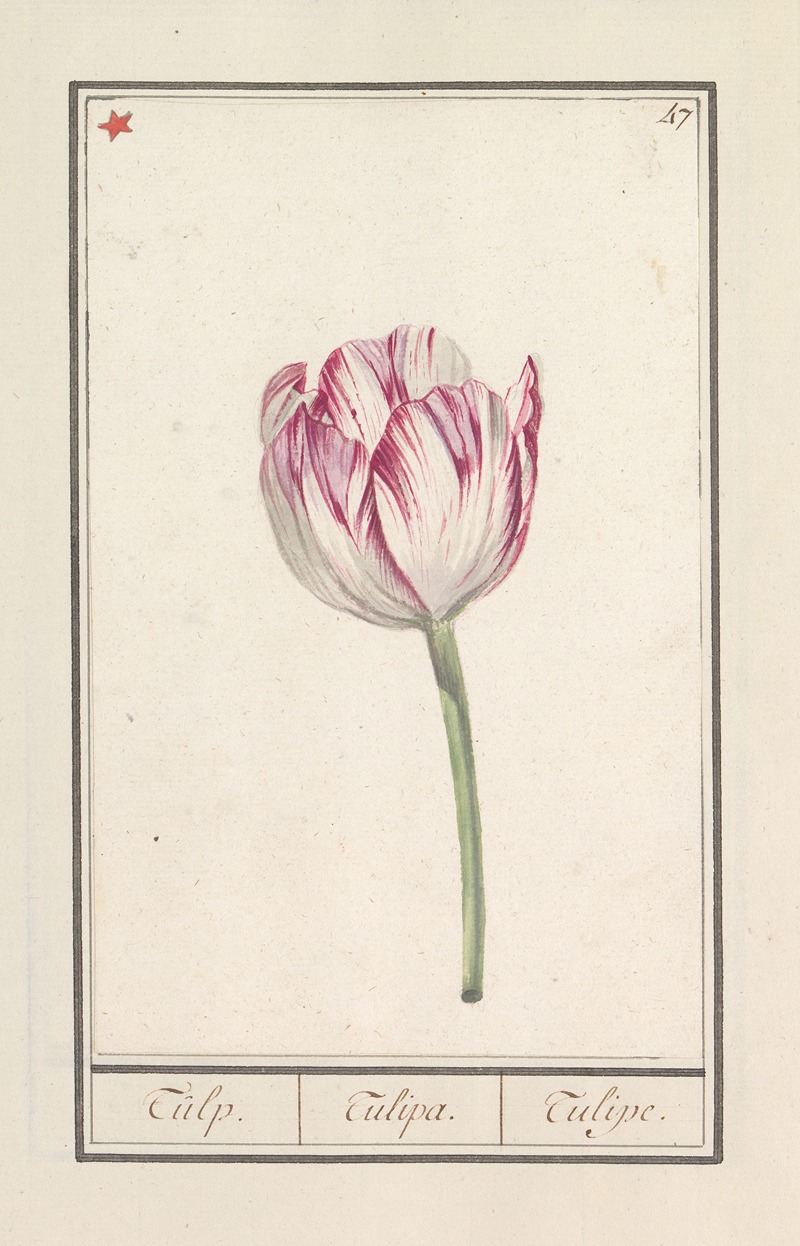 Tulp (Tulipa) by Anselmus Boëtius de Boodt, 1596-1610 — digital art print download