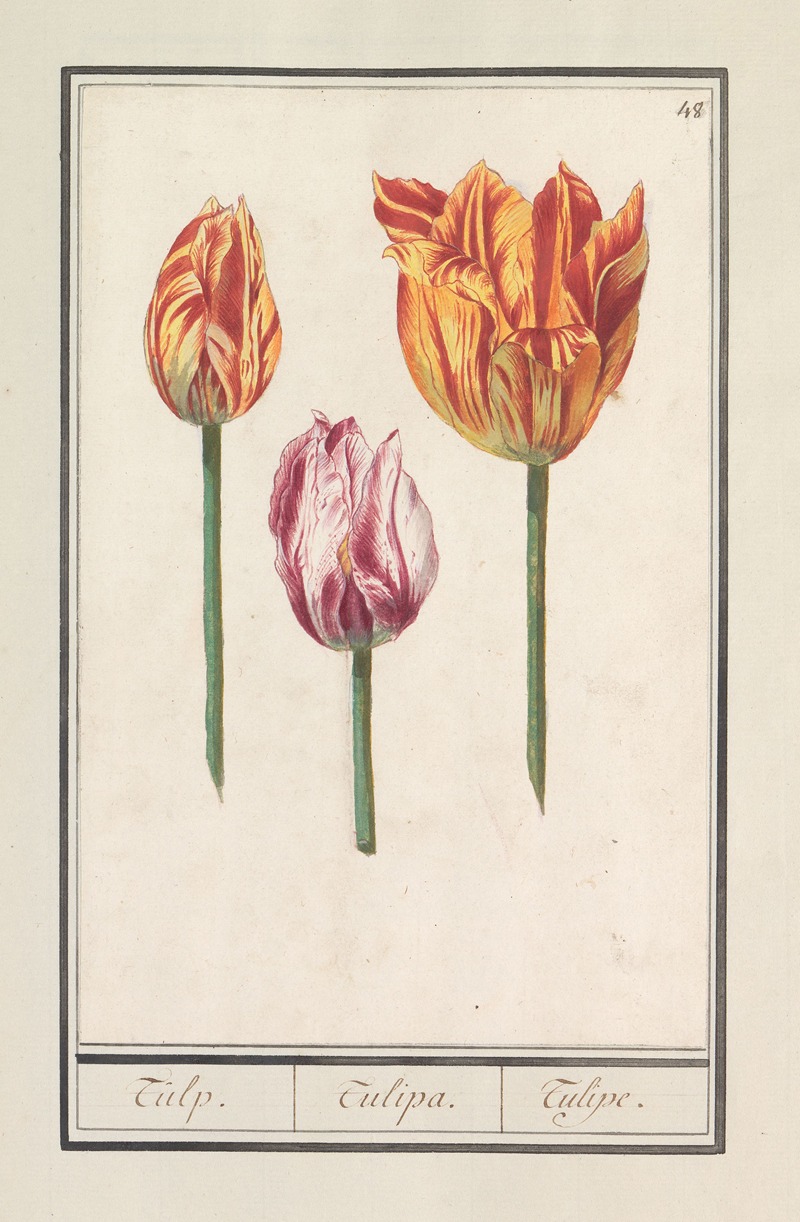 Tulp (Tulipa) by Anselmus Boëtius de Boodt, 1596-1610 — digital art print download