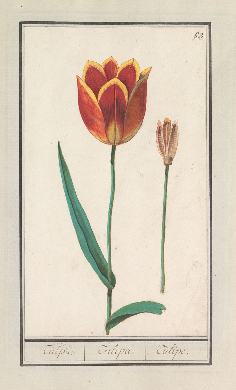 Tulp (Tulipa) by Anselmus Boëtius de Boodt, 1596-1610 — digital art print download